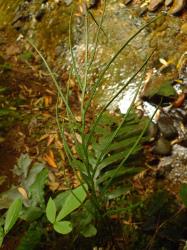 Blechnum colensoi. Immature fertile frond with linear pinnae.
 Image: L.R. Perrie © Te Papa CC BY-NC 3.0 NZ